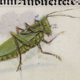 Illustration for article titled These Medieval Insects Might Give You The Creepy Crawlies